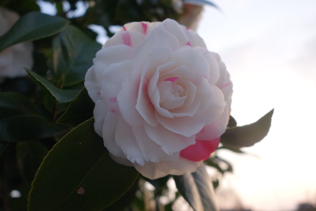 来年も咲くかな、お隣の紅挿し華