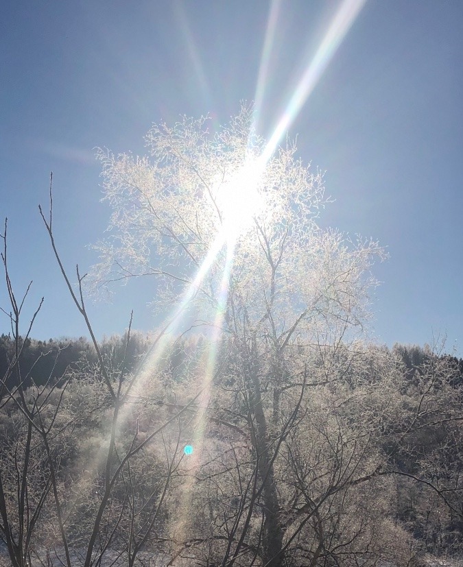 樹氷に輝く朝日