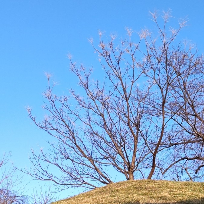 冬空の下・・センダンの大木🌳✨