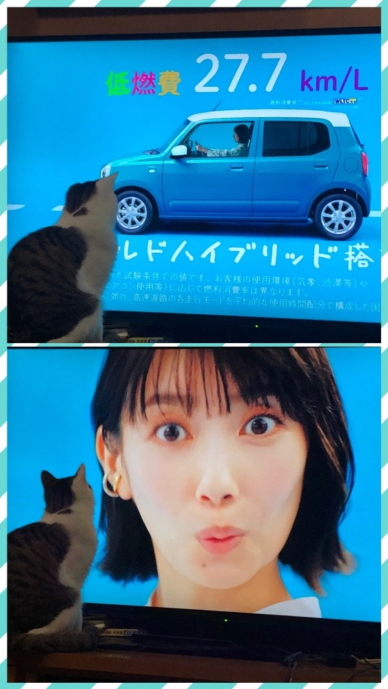 波瑠にゃん　ニャー😸