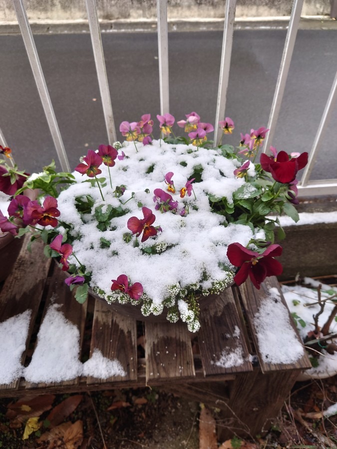 久しぶりの積雪