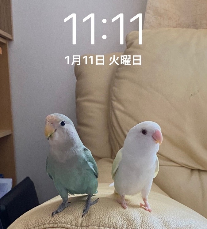 1月11日 11時11分