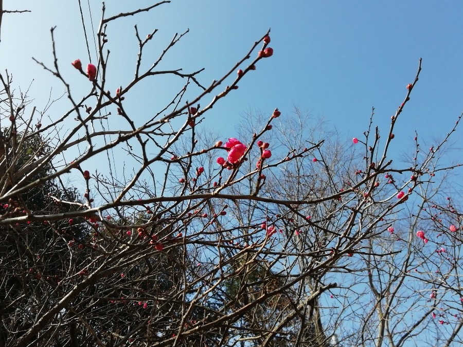 意賀美(おかみ)神社の梅