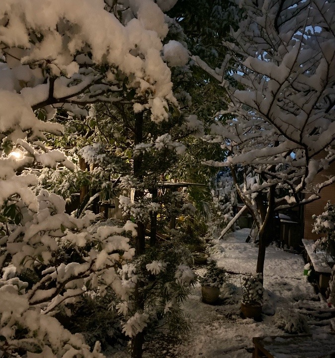 初雪