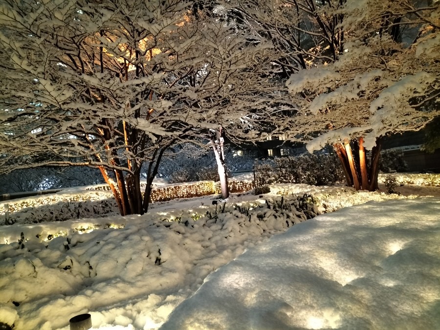 ここ東京！？