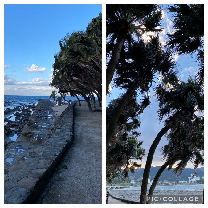 海風に耐えてきた亜熱帯植物✨