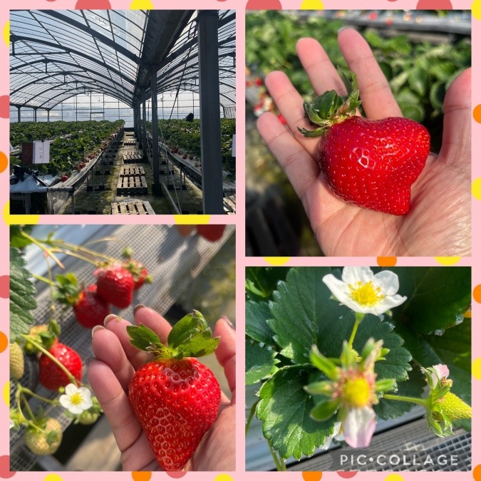 いちご狩り🍓