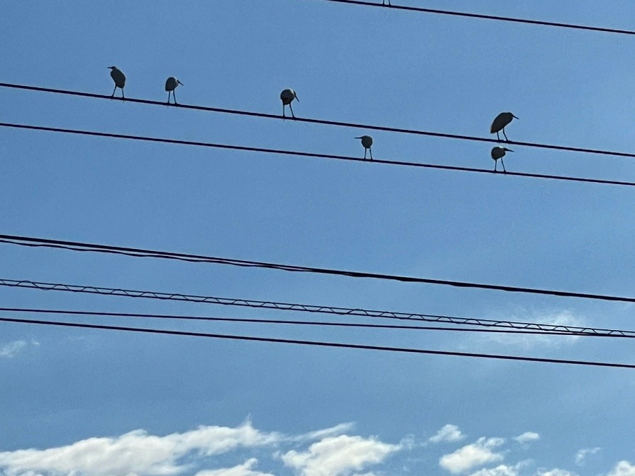 お正月２日吉兆⁉️白鷺〜②