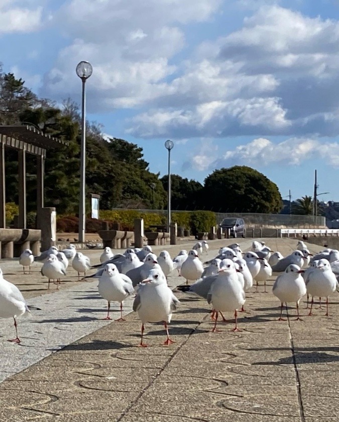 かもめちゃん達