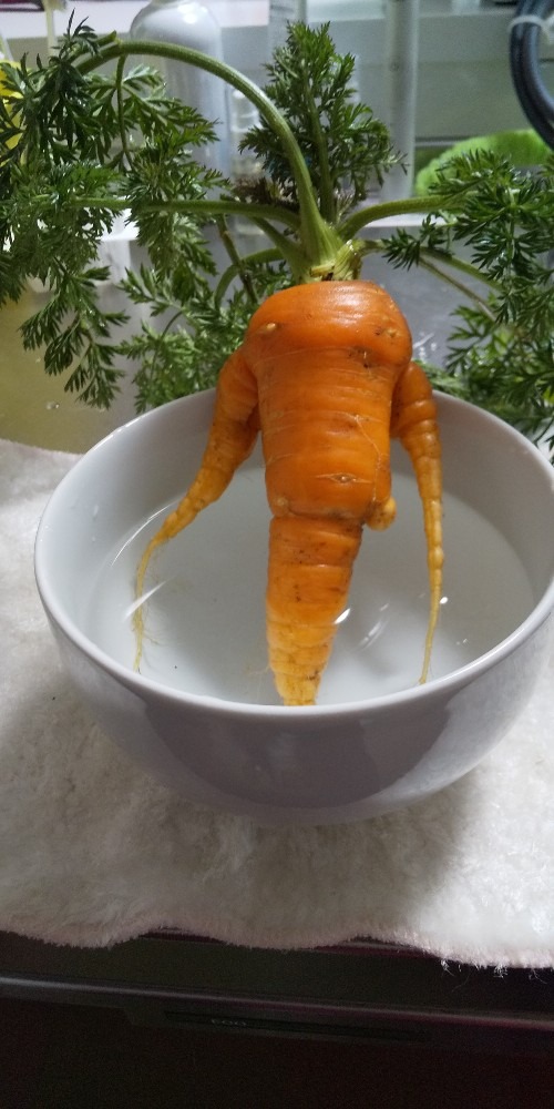 🥕お湯加減はいかがですか？🥕