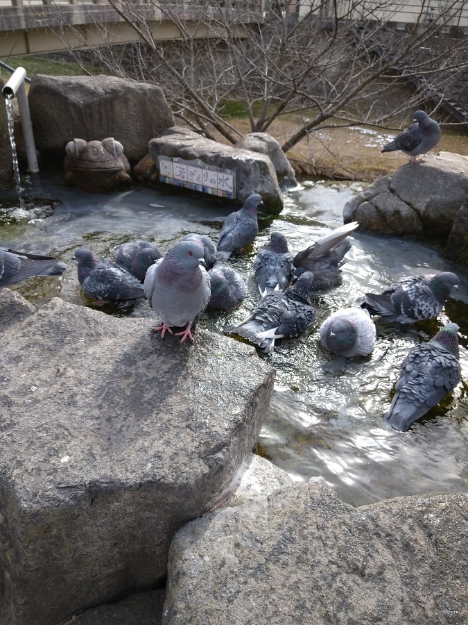 若返りの水