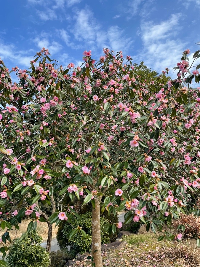 ピンクの侘助！今年は一斉に咲かず花殻があり！気候のせいでしょうか⁉️