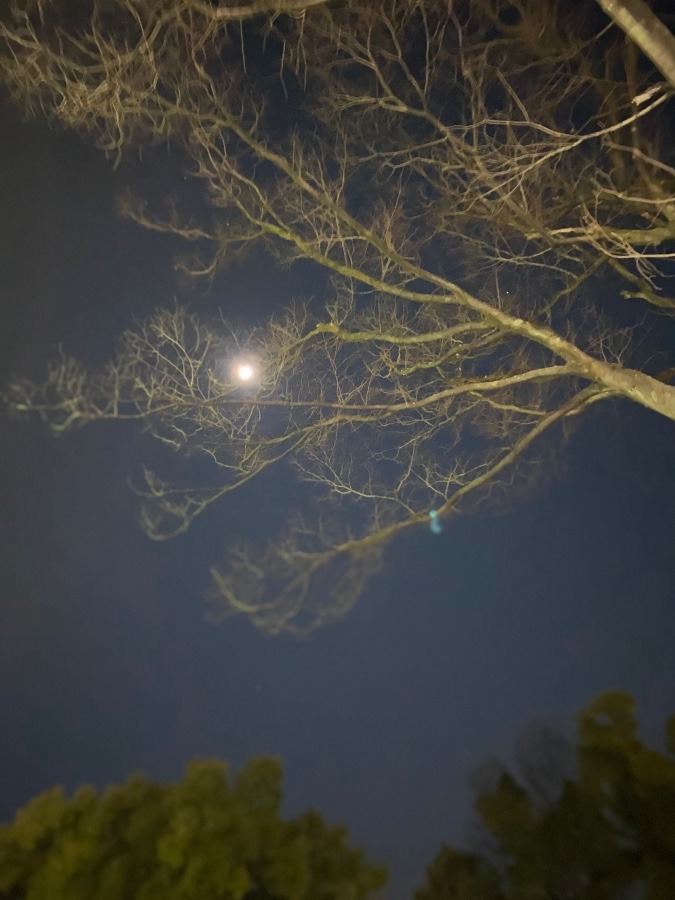 昨晩のまん満月🌕