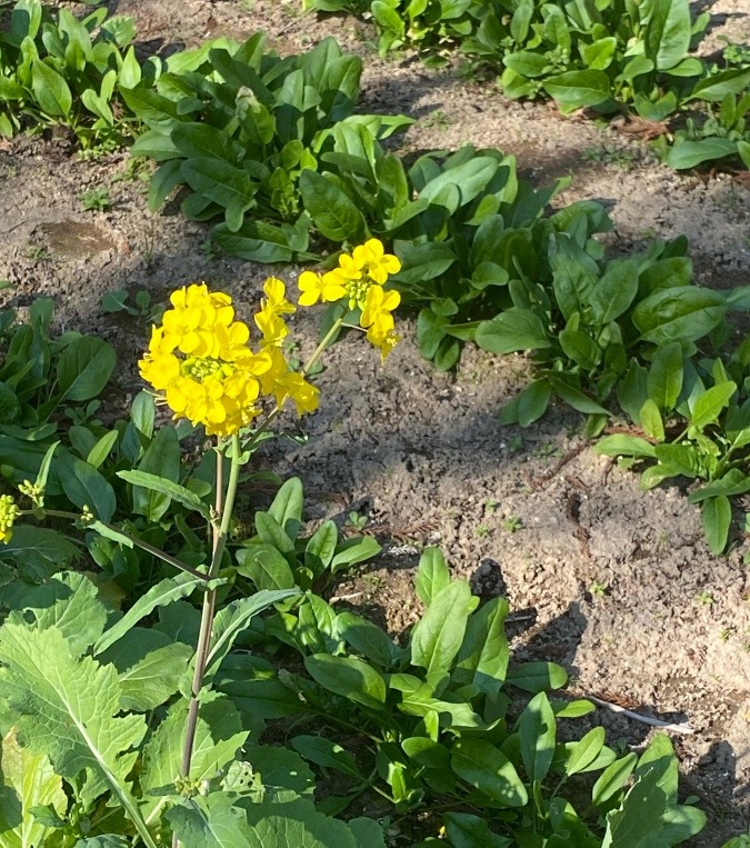 菜の花とほうれん草