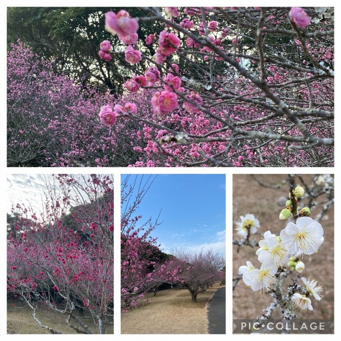 　市民の森　梅園