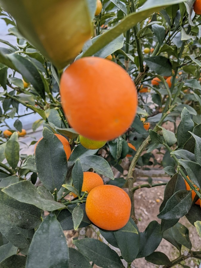 宮崎ブランド　金柑たまたま😋