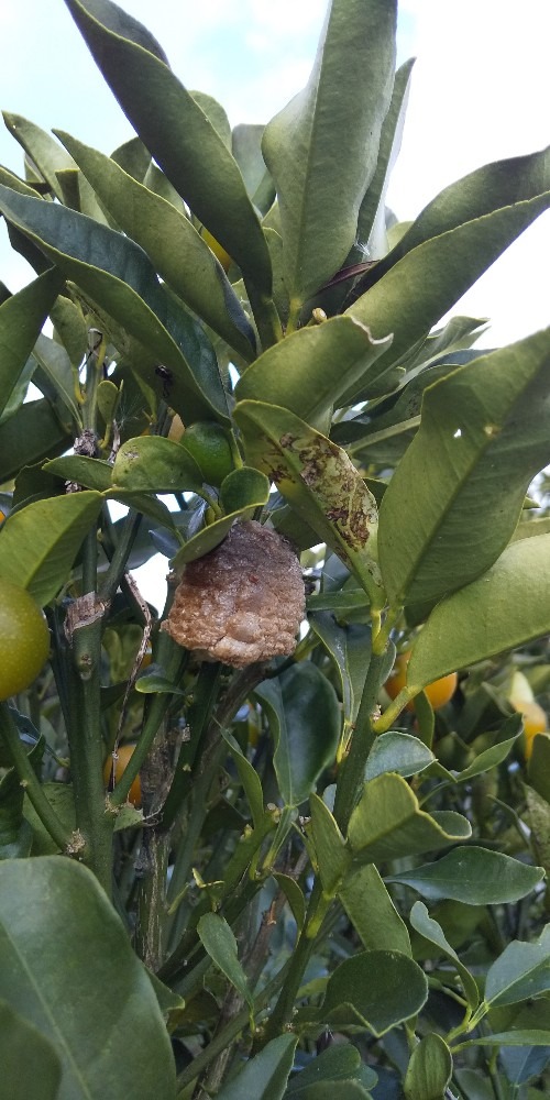 大カマキリの卵発見‼️