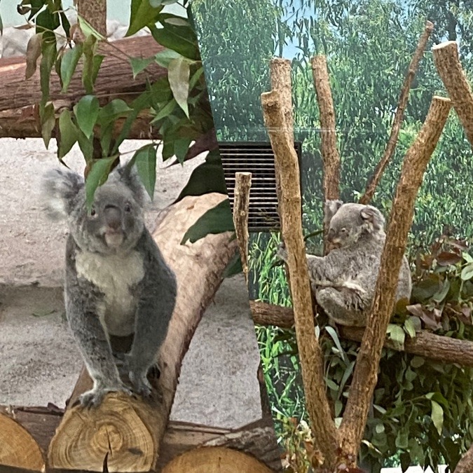 久しぶりの動物園