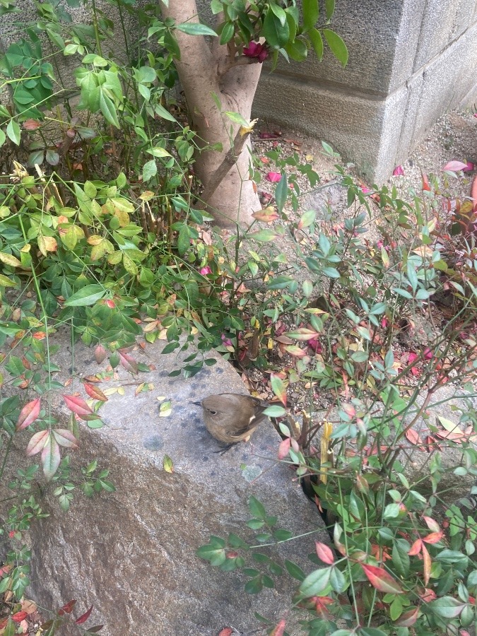 小鳥さん我が家の庭に福来たる