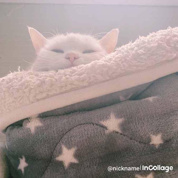 タマちゃん🐈‍⬛もぉ〜眠い❣️