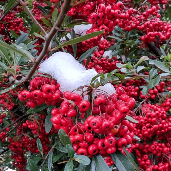 燃ゆるような🔥雪景色・・✨🌿