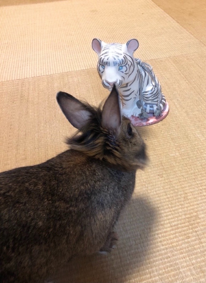 トラ🐅対ウサギ🐇