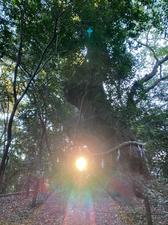 熱田神宮　中楠木と　朝陽✨✨
