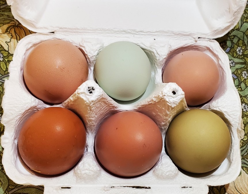 卵だってみんな違ってみんないい(≧∇≦)b