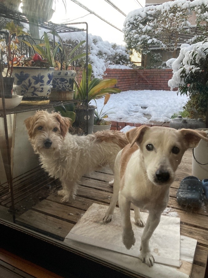 ❄️雪❄️