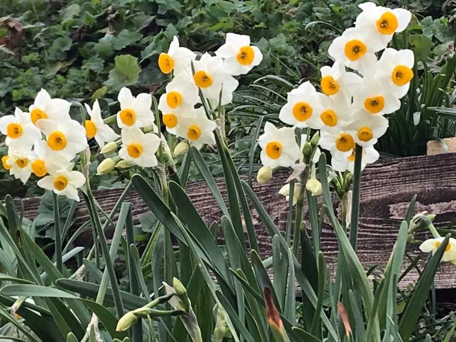 寒さにめげす、がんばれー水仙の花