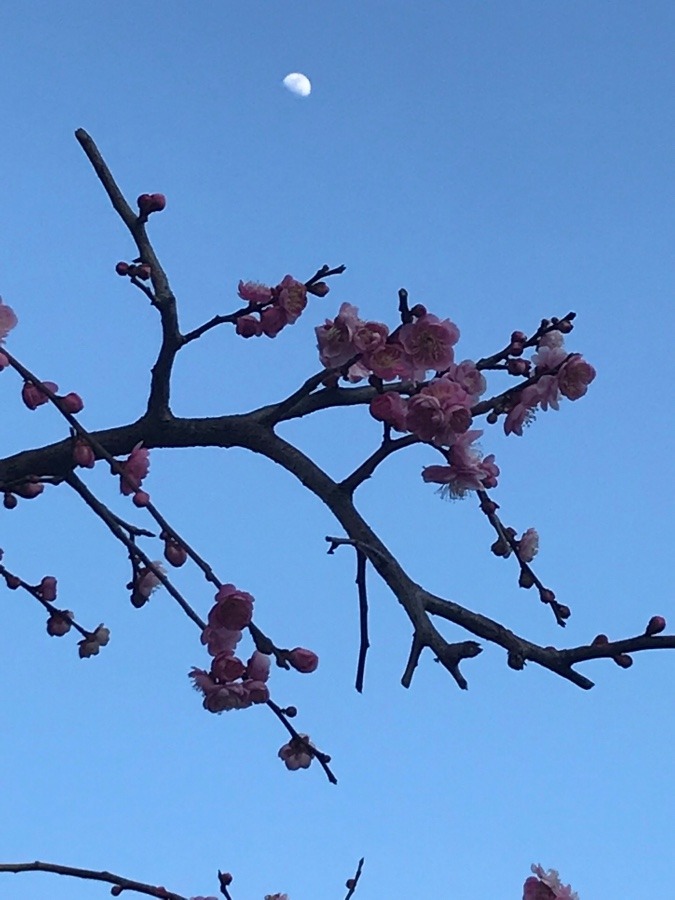 月と梅の花