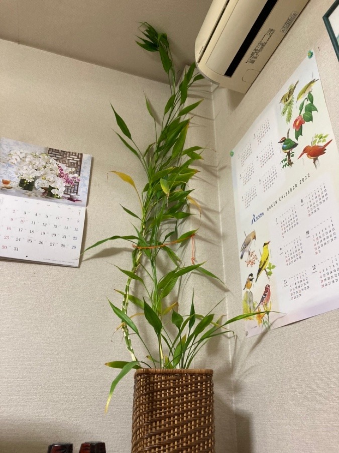 🌴天井に届いています🎋