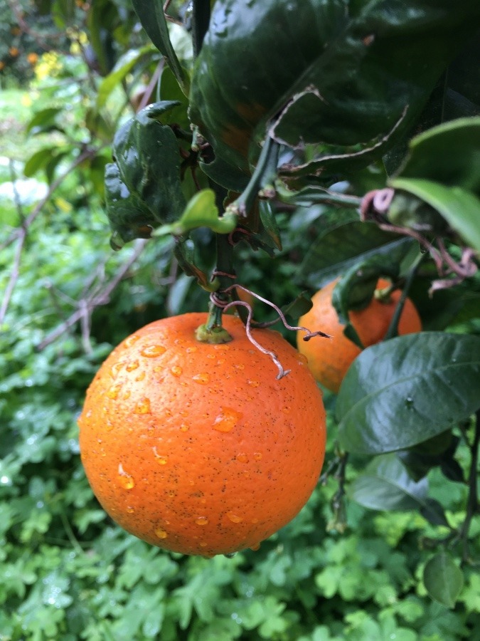 大切な❣️みかん🍊🍊🍊