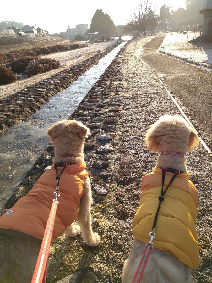 川も凍る氷点下の朝❄️