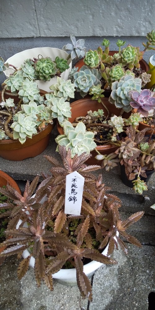 我が家の多肉植物☘️