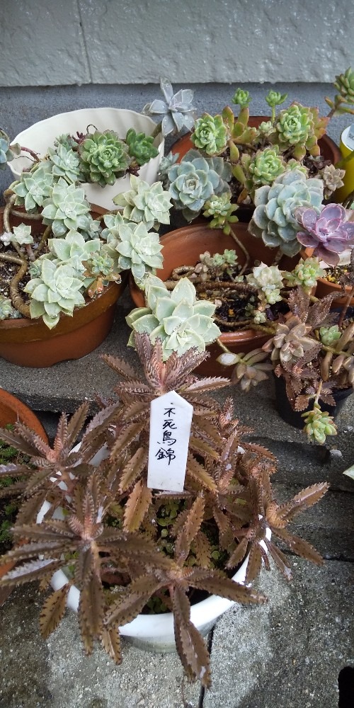 我が家の多肉植物☘️