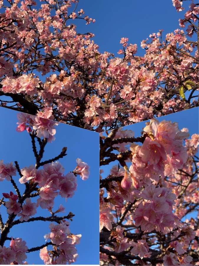 河津桜が咲きました🌸🌸