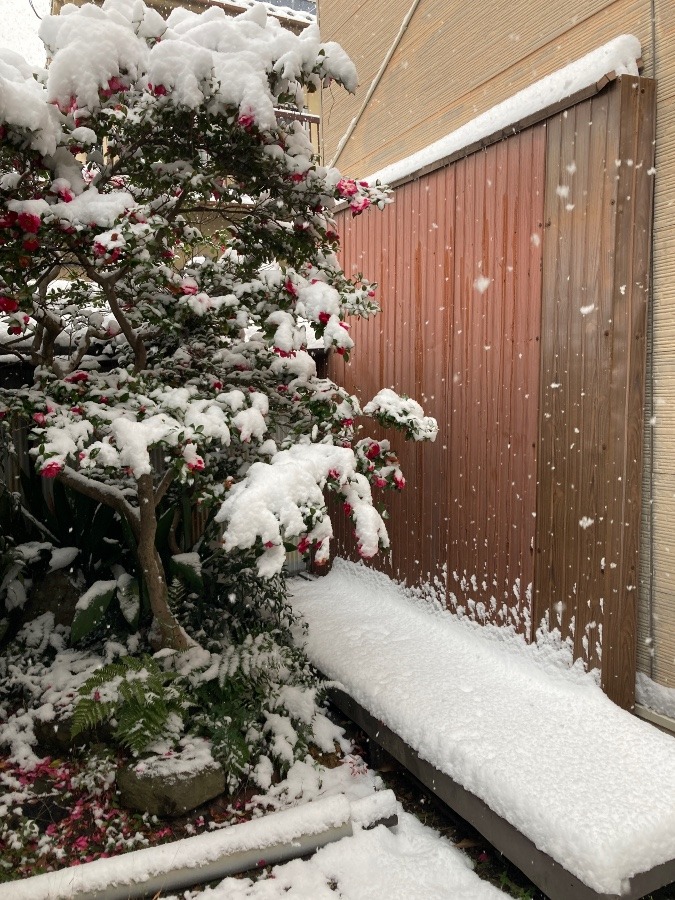 ドカ雪❣️