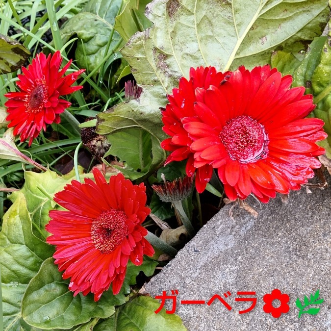 冬空の下🌼🌿健気に咲く・・🤗