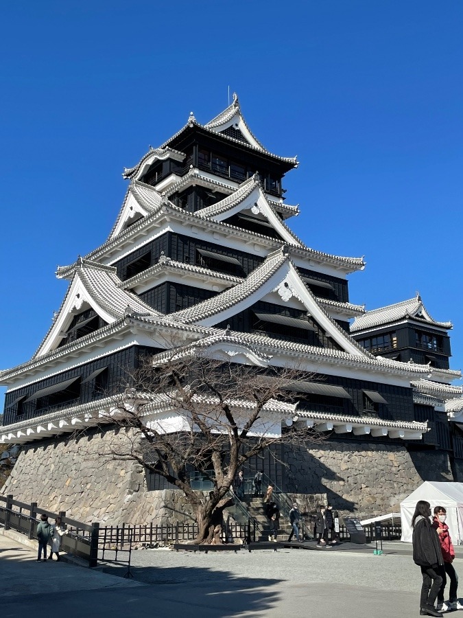 熊本城　蘇る❗️