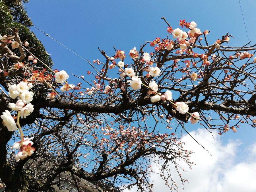 梅の花かな〜？キレイ!!