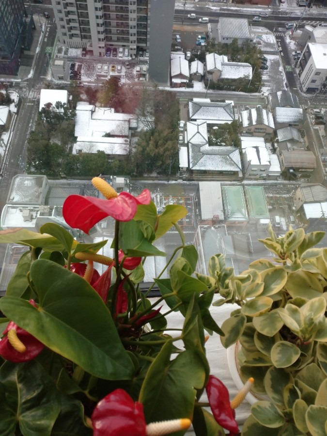 雪景色を眺める植物。