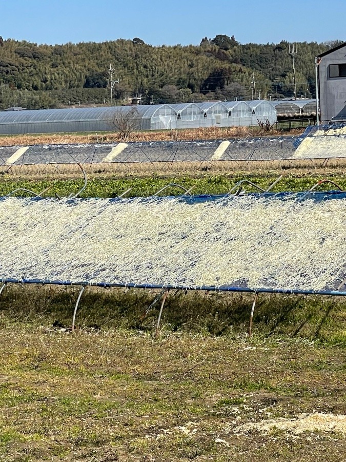 「切り干し大根」