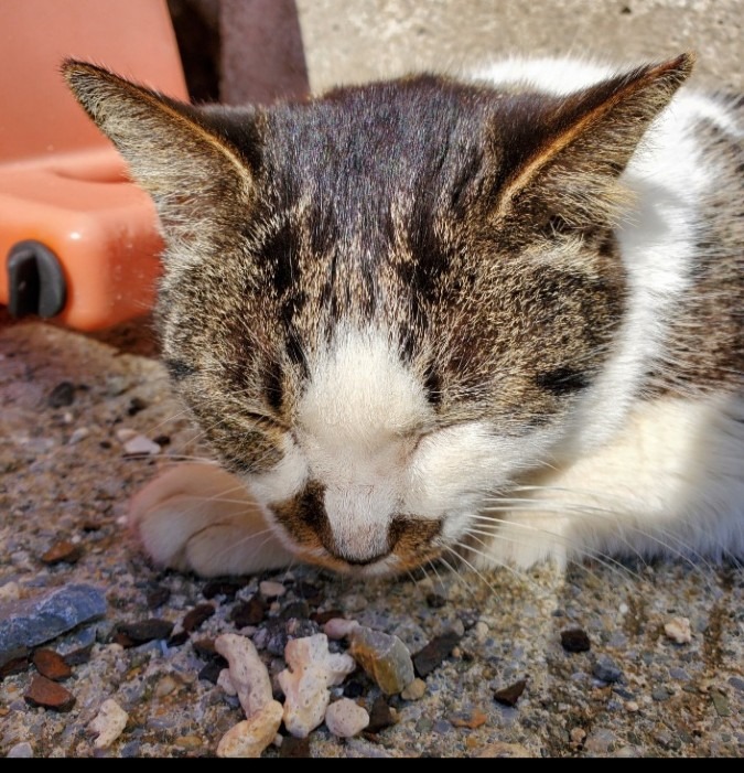 海の砂辺で寝ているのら猫ちゃん