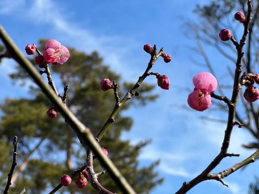 梅が咲き始めました