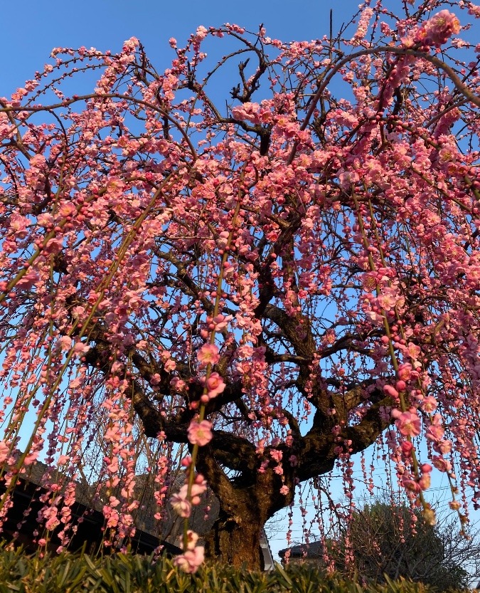 散歩の途中で❣️