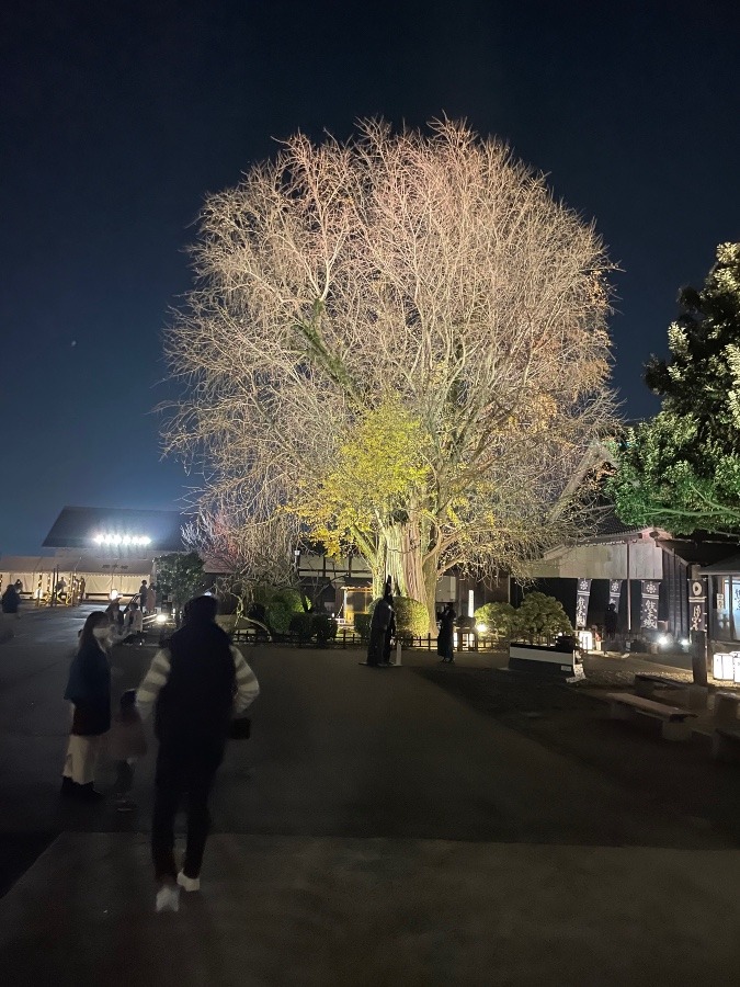 熊本城の銀杏の木🌳