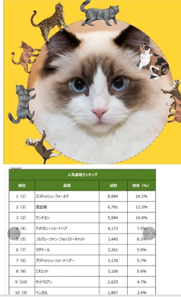 スーパー猫の日人気ランキング