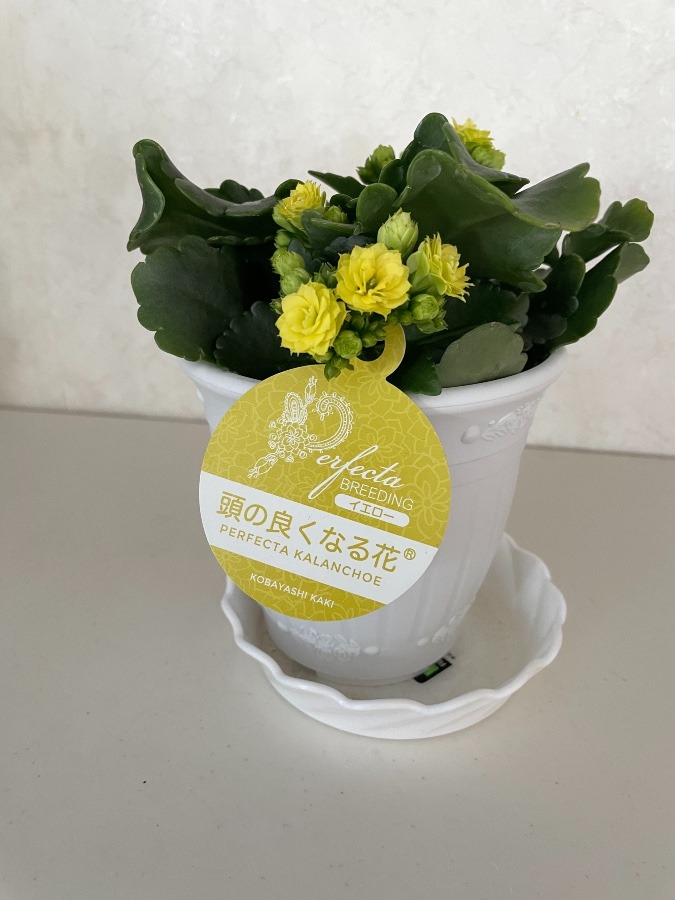 頭の良くなる花が咲いた〜^_^