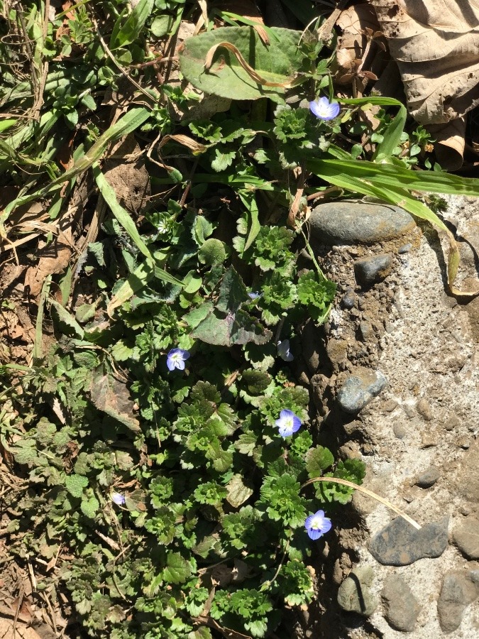 もうすぐ　は〜る出すねえ🎶　今春お初の春の花♪